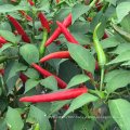 vegetable hybrid F1green bulk up chaotianjiao  hot pepper chilli seeds(21001)